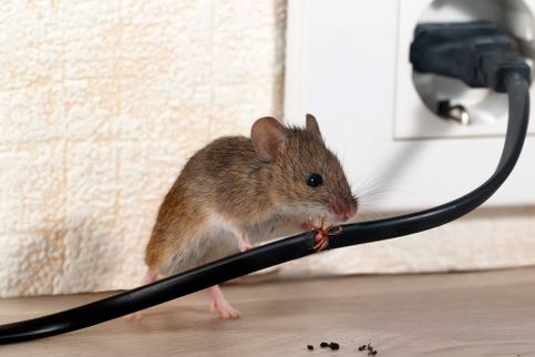 Ratón mordiendo cable